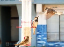 birds near the feeder on a sunny day