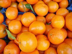 ripe oranges in a bunch