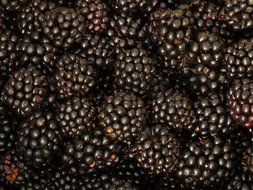 fresh and beautiful blackberries harvest