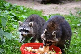 raccoon eating