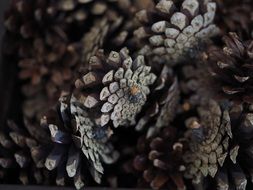 many pine cones are in a pile
