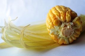 bright corn cob