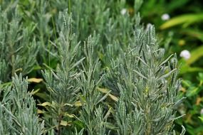 lavender green plant