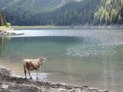 cow on the shore of a wild lake