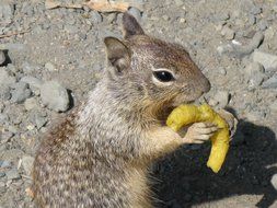 gophers eating chunky chips