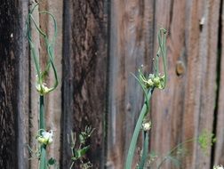 onion plant in a garden