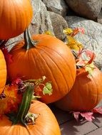 Colorful pumpkins in the light in autumn