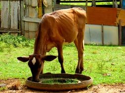 boi calf farm