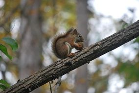small cute squirrel