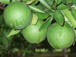 three green oranges on a branch