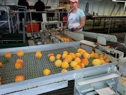 fruit processing for canning