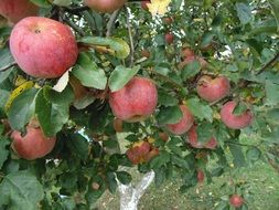 autumn apples in the garden