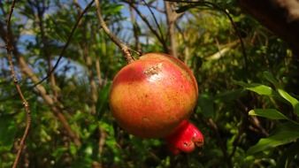 ripe pomegranate on a branch