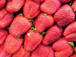 Organic red strawberries