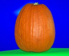 pumpkin on a blue background