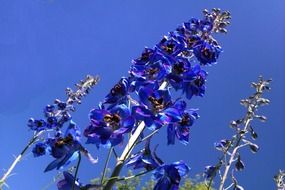 wildflower blue flowers