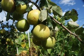 green pears on a tree