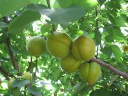 unripe apricots on tree