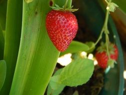 red ripe strawberries in the garden