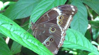 dark butterfly on a green leaf of a plant