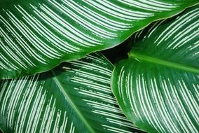 Green leaves of a plant close up