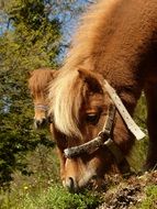 shetland pony is eating grass