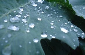 vegetables plant with drop