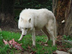 white wolf eating
