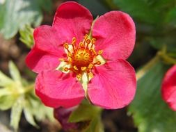 macro photo of strawberry flower