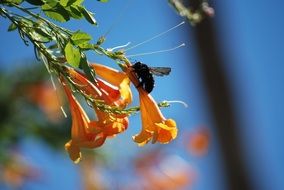 bee on an orange flower in a botanical garden