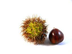 nut food