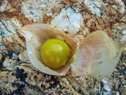 ground gooseberry fruit