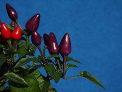 ornamental violet and red chili peppers fruits