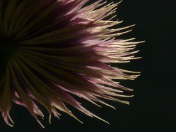 clematis flower at the back light