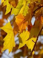 colorful color maple leaves