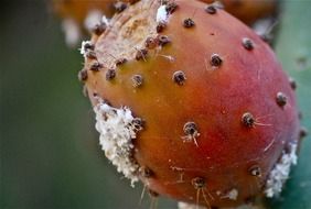 red prickly pear cactus fruit