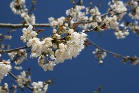 white flowering of a fruit tree in spring