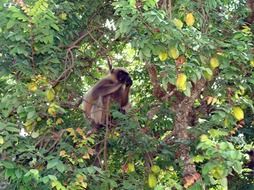 monkey eating fruits on the tree