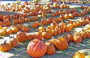 Picture of pumpkin harvest