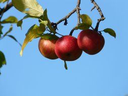 ripe red apples on the tree