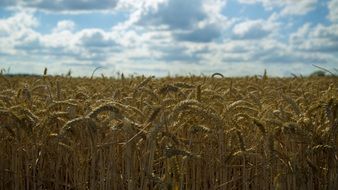 field of ripe wheat