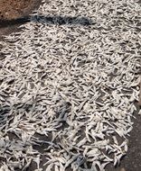 sea fish being sundried