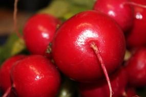 red radishes for salads