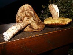 brown mushroom on a wood