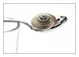 closed snail shell on spoon