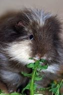 small cute guinea pig