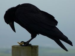 black crow on a wooden post