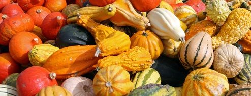 Autumn harvest of colorful pumpkins