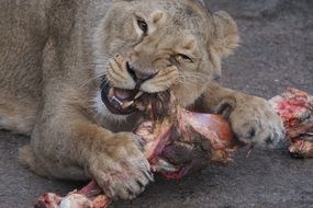 lion eating bones