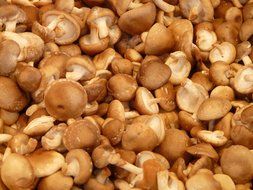 Chopped shiitake mushroom